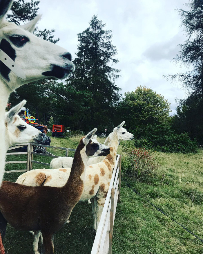 🦙
