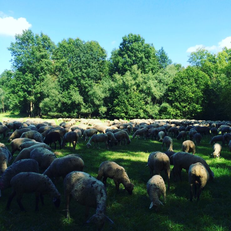 Und Schafe trifft man auch.