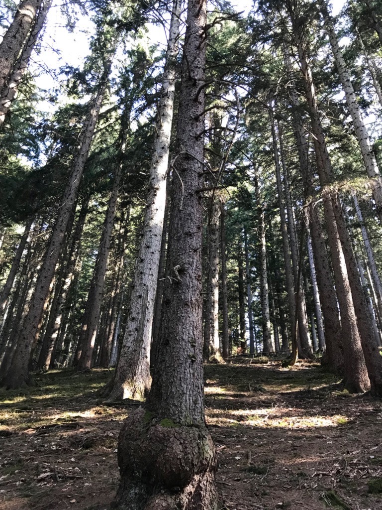 Le Waldsterben? Qu