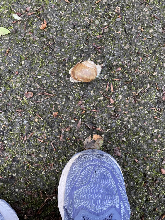 Mein neuer Laufbuddy