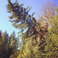Baum f&auml;llt