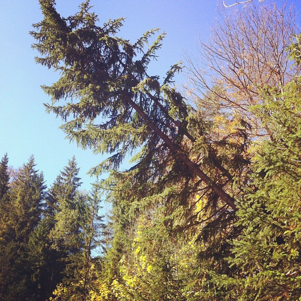 Baum f&auml;llt