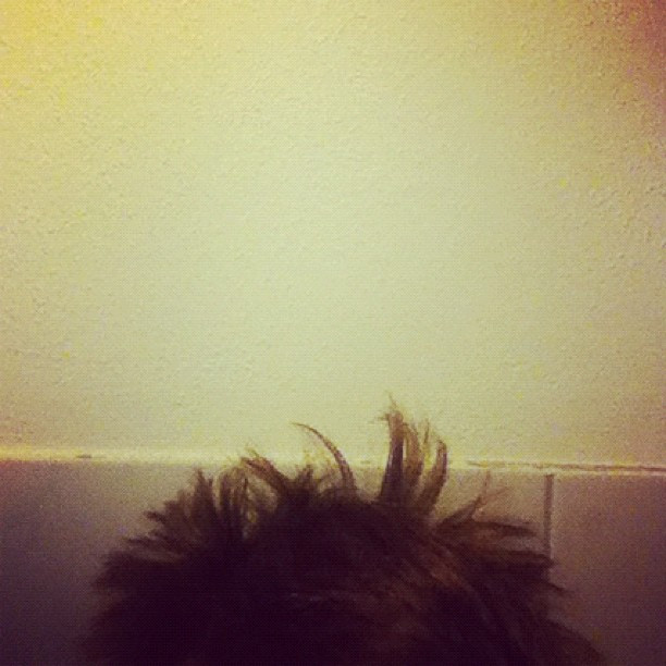 Mir stehen die Haare zu Berge