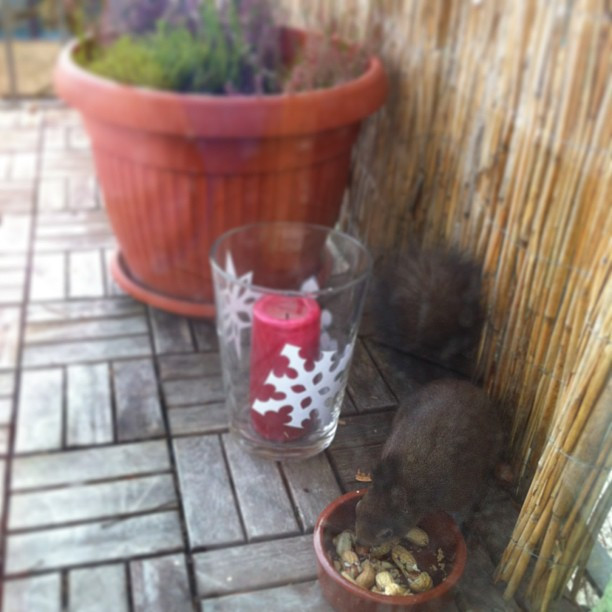 A Squirrel a Day