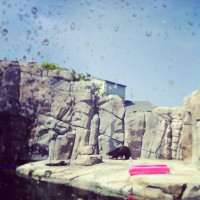 Meet the Otters