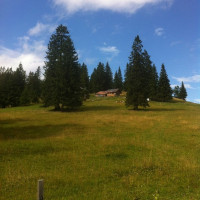 Guffertalm