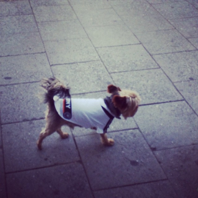 Schlandmerchandise gone wild! Wo ist der Tierschutzverein, wenn man ihn braucht?!