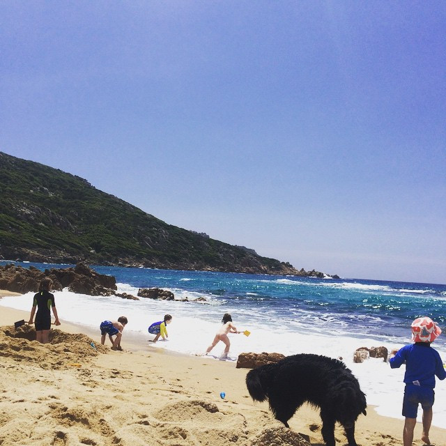 Hund am Strand