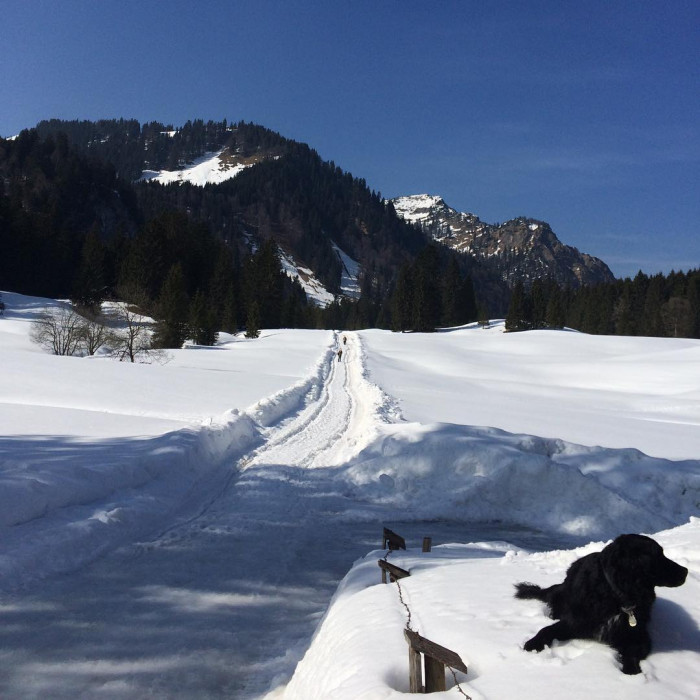 Donnie, der Hund.