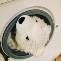 Wasch mir den Pelz