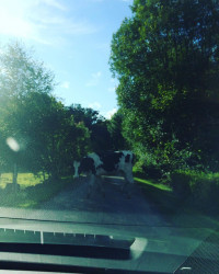 &Uuml;berall Elche auf der Stra&szlig;e 🇸🇪
