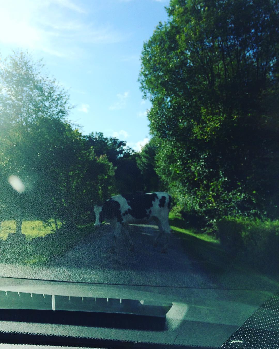 &Uuml;berall Elche auf der Stra&szlig;e 🇸🇪