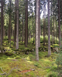 Wald 🇸🇪