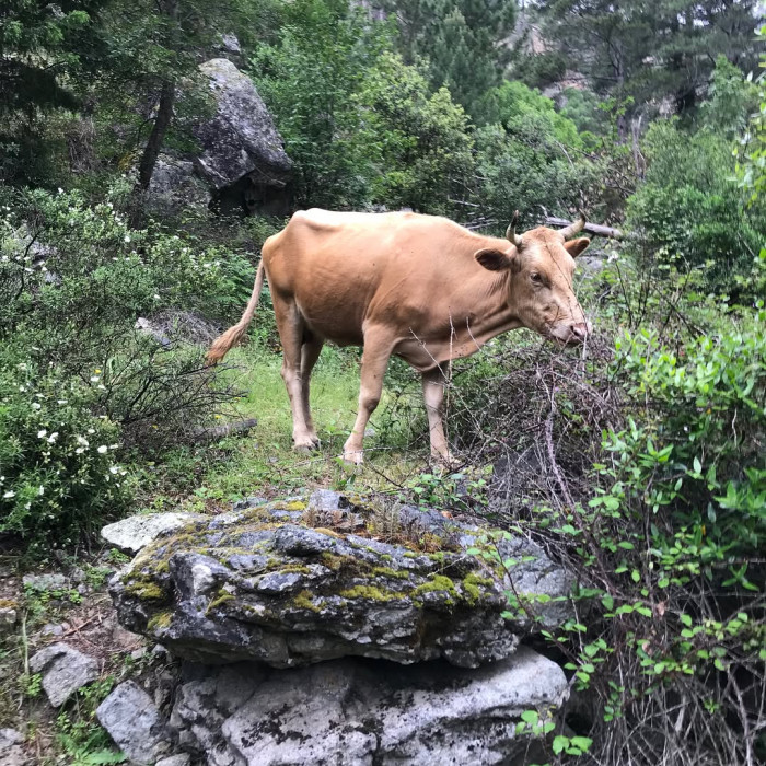 Von Corte aus kann man das Tavignanotal ausw&auml;rts wandern. N&ouml;rdlich der Zitadelle von Corte ist der E