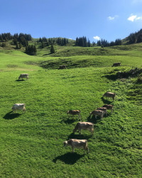 In Dam&uuml;ls fahren wir mit dem Uga-Sesselllift nach oben und sehen erst mal K&uuml;he auf gr&uuml;ner Wiese. Weg