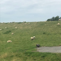 Tag 5: Von B&uuml;sum nach T&ouml;nning.  Windstill zuerst 20 Kilometer an der K&uuml;ste entlang. Ein andersfarbig
