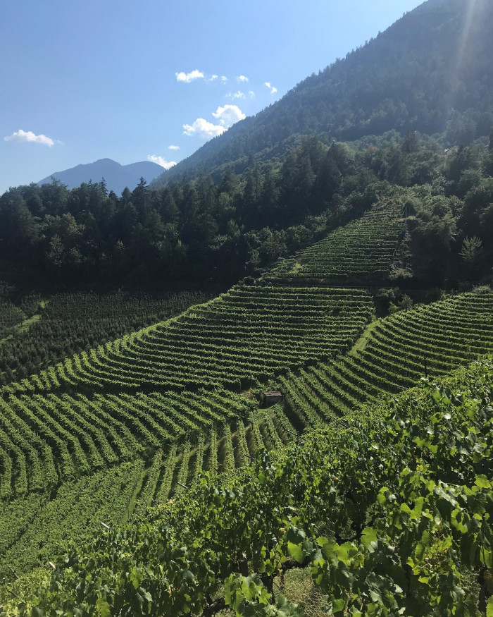 Die Hänge Südtirols sind voll mit Apfelbäumen und Weinreben. Früher wurden die Pflanzen mit kün