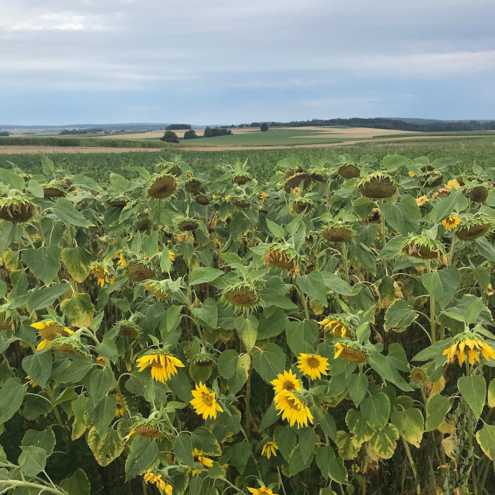 Fr&uuml;h am Morgen guckt noch kurz die Sonne durch. Aber die Sonnenblumen und das Rotwild lassen schon d