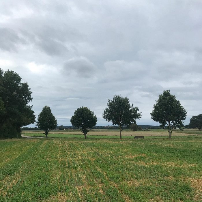 Fr&uuml;h am Morgen guckt noch kurz die Sonne durch. Aber die Sonnenblumen und das Rotwild lassen schon d