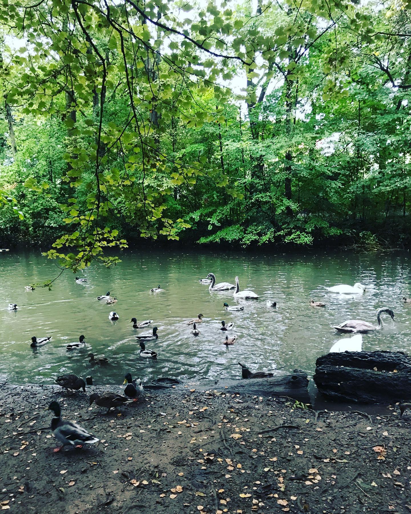 Moin M&uuml;nchen (es herbstet)