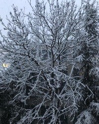 Wenn ich dem Schnee beim runterfallen zuschaue, denke ich manchmal an meinen Prof, der mitten in der