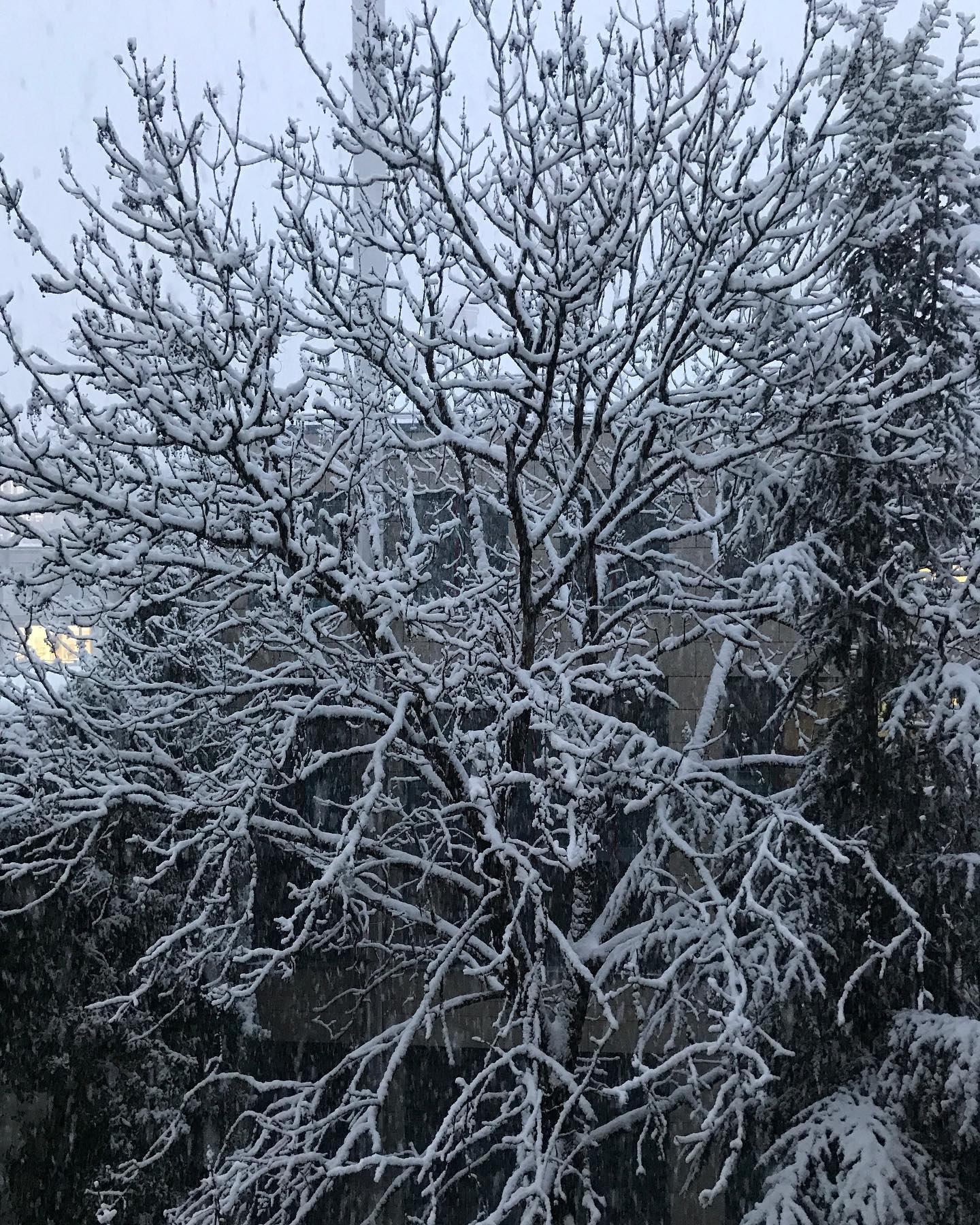 Wenn ich dem Schnee beim runterfallen zuschaue, denke ich manchmal an meinen Prof, der mitten in der