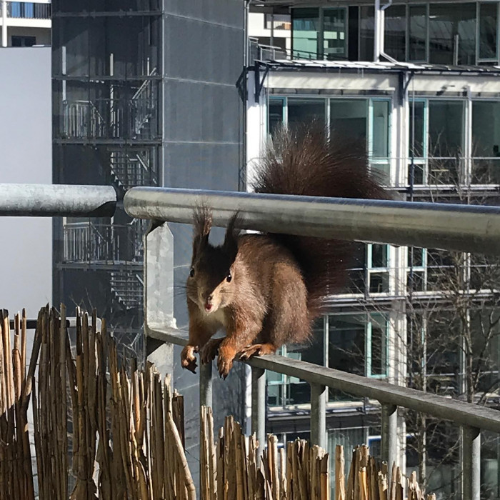 Hi Leute 🐿
