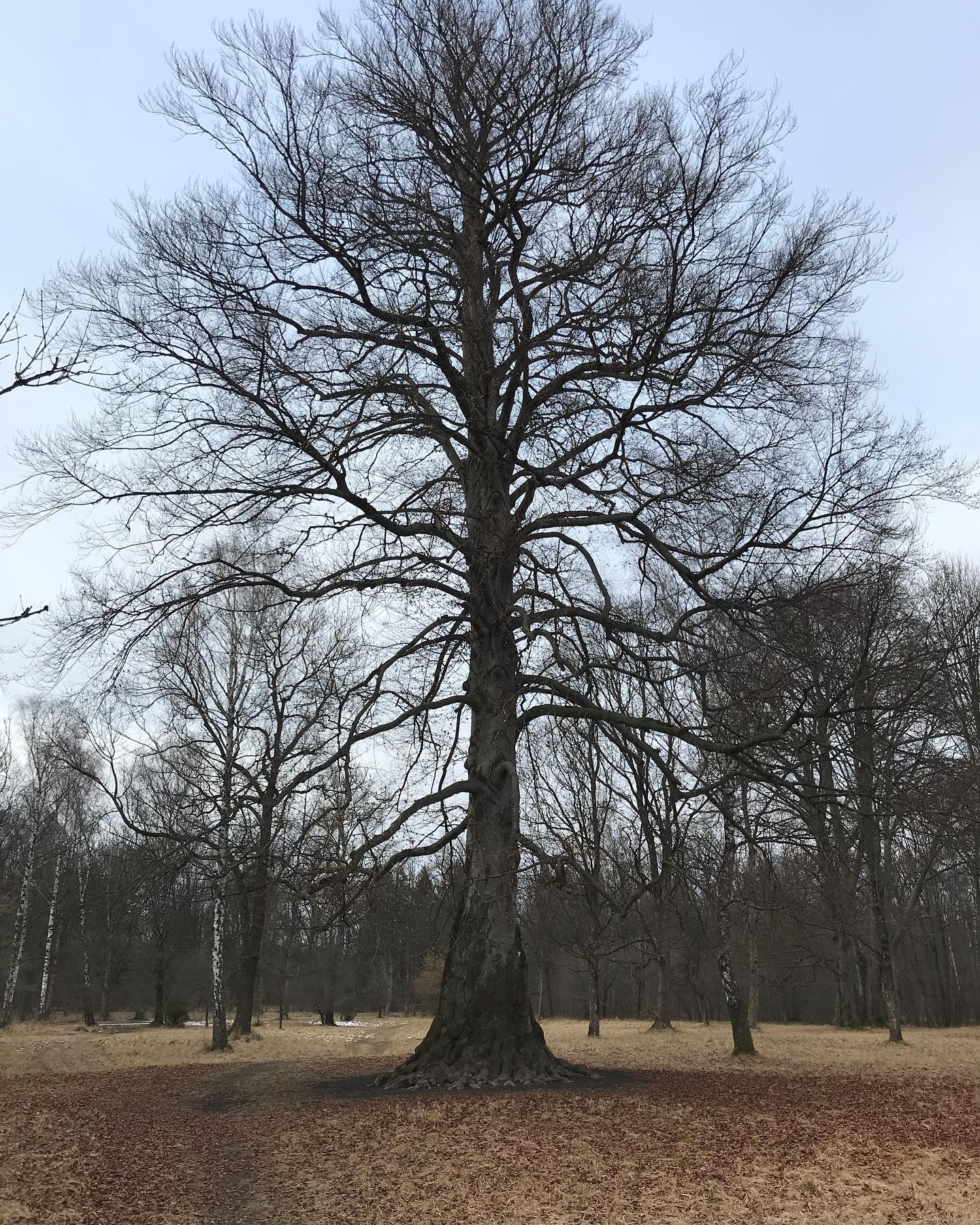 Spaziergang auf die gute Art. Hab einen Baum fotografiert und hab fotografiert, wie @ivoheckmann den