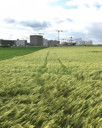 Gr&uuml;ner Felder vor Kr&auml;nen. In Freiham wird gebaut, am Germeringer See l&auml;sst man auf der Beinebaumelba