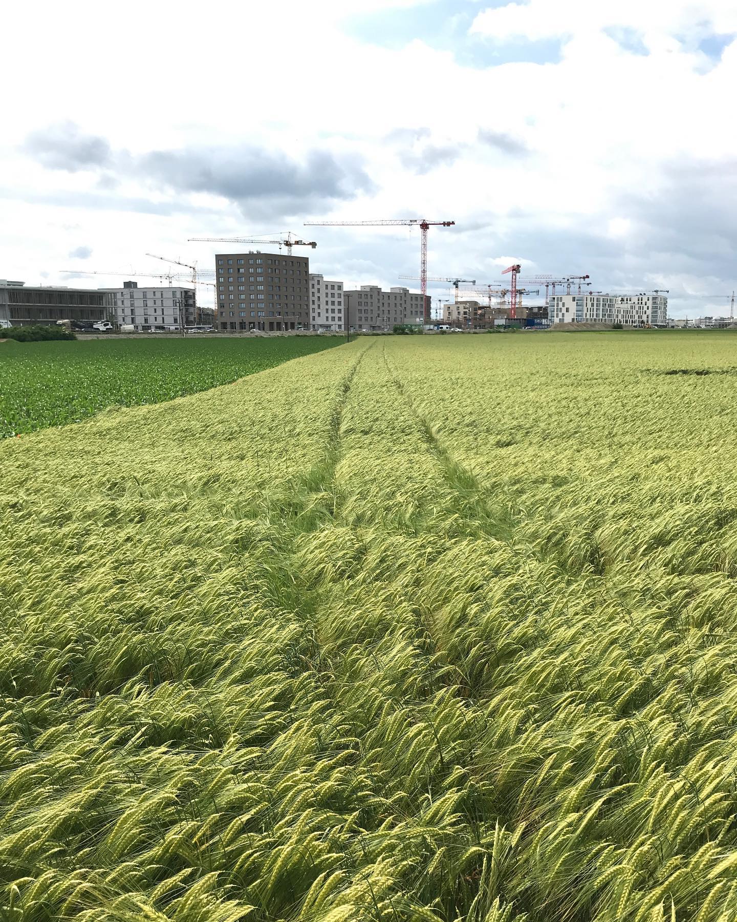 Gr&uuml;ner Felder vor Kr&auml;nen. In Freiham wird gebaut, am Germeringer See l&auml;sst man auf der Beinebaumelba