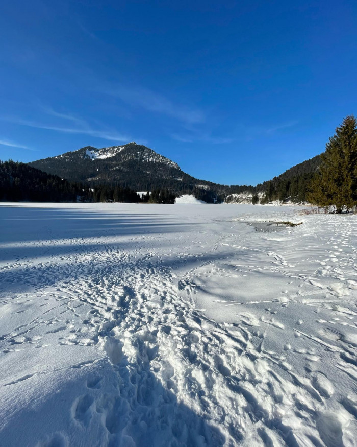 Hi, ich bin die Hauskatze vom Rotwandhaus.