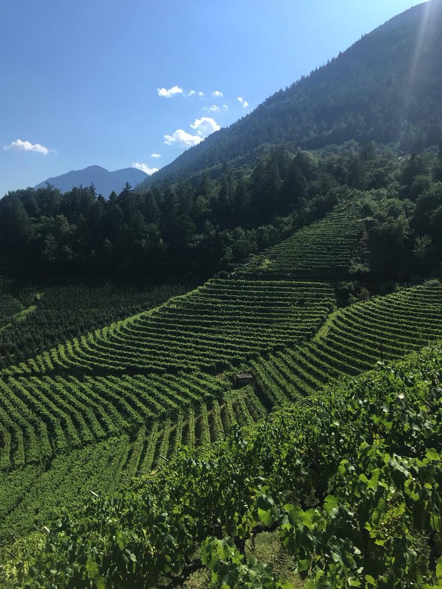 Warum badischer Wein (von der Sonne verschont) gegen Südtiroler Wein abstinkt. In einem Bild.